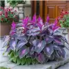 9# Fascino viola