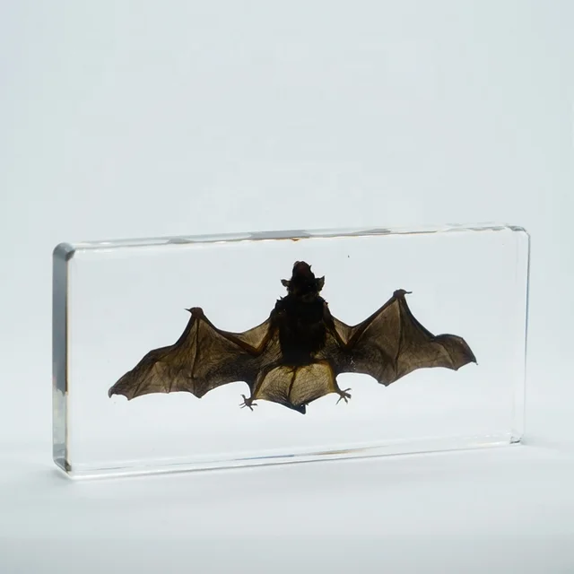 Preserve Animal Bat Specimen Transparent Glass Desktop Paperweight Resin Specimens for Home Decor