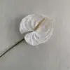Blanco (material plástico)