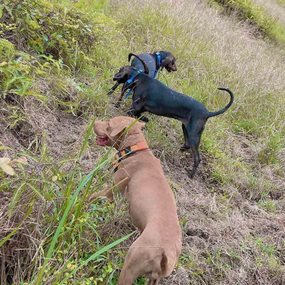 Hunting Dog Collar (22).jpg