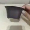 Púrpura