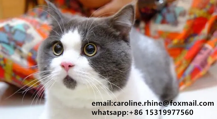 cat1_.jpg