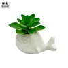 balena (miscela succulenta)