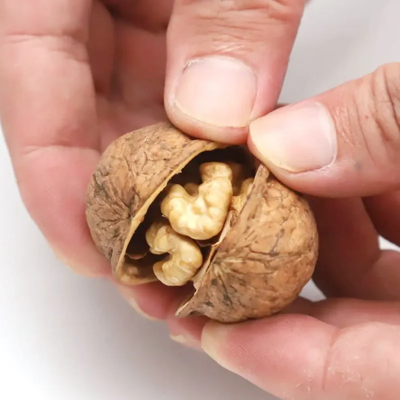 Best Price Organic Common Walnut Kernels Top Class Dried Style Raw Walnuts Half Whole Snacks Bulk Packaging Shell