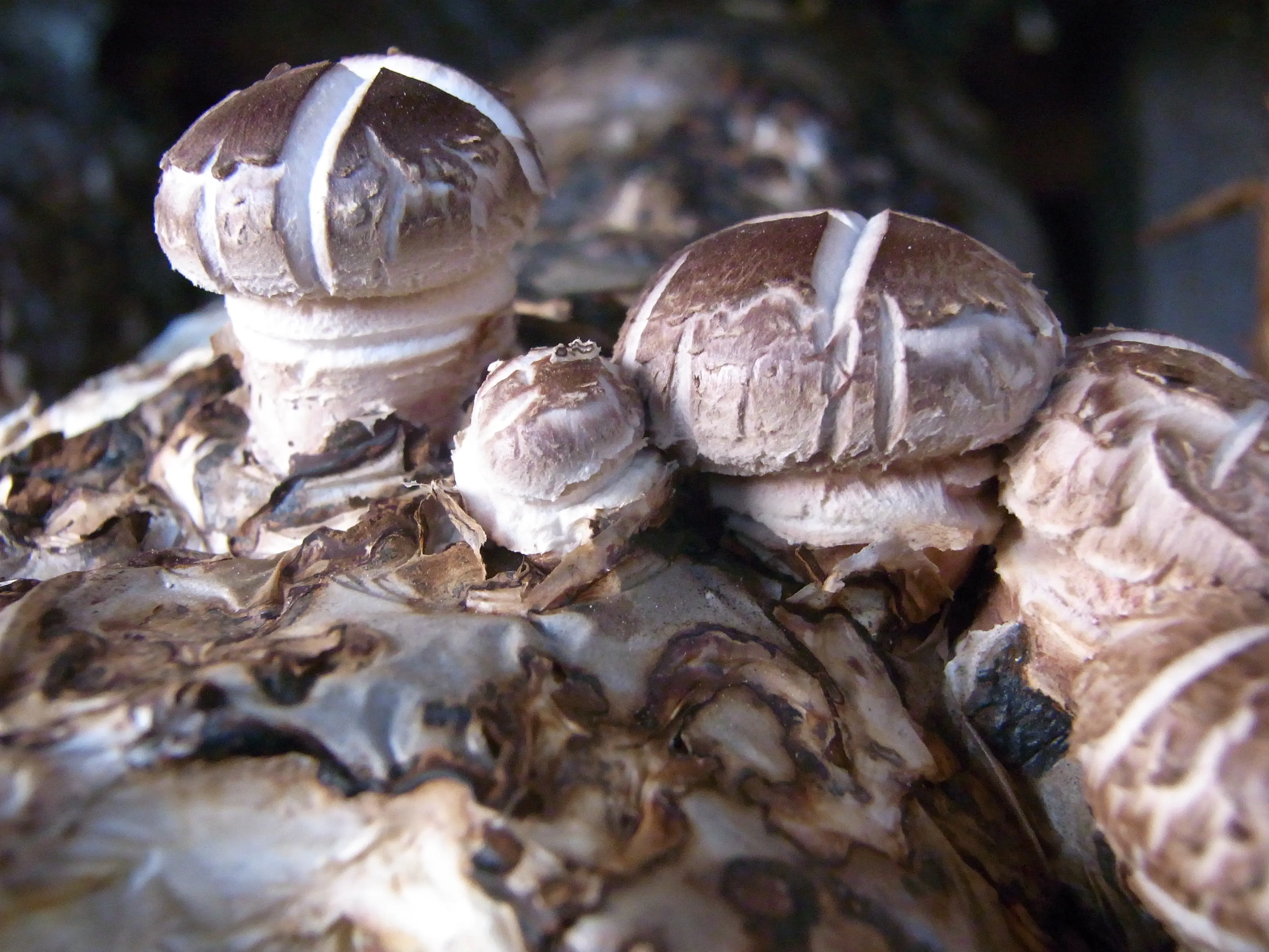 Органический полисахарид грибов шиитаке/экстракт эдодов ленинуса