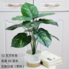 Aglaonema à 12 branches - Pierre blanche, pot blanc nordique
