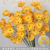 Yellow 3-headed poppy branch