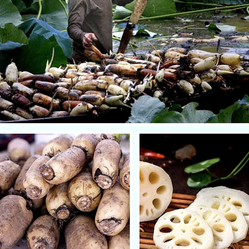Vacuum Fried Lotus Root Slices Wholesale | Bulk Lotus Root Supplier Hfb189be0a6084cca9adc33cddae95c4ct