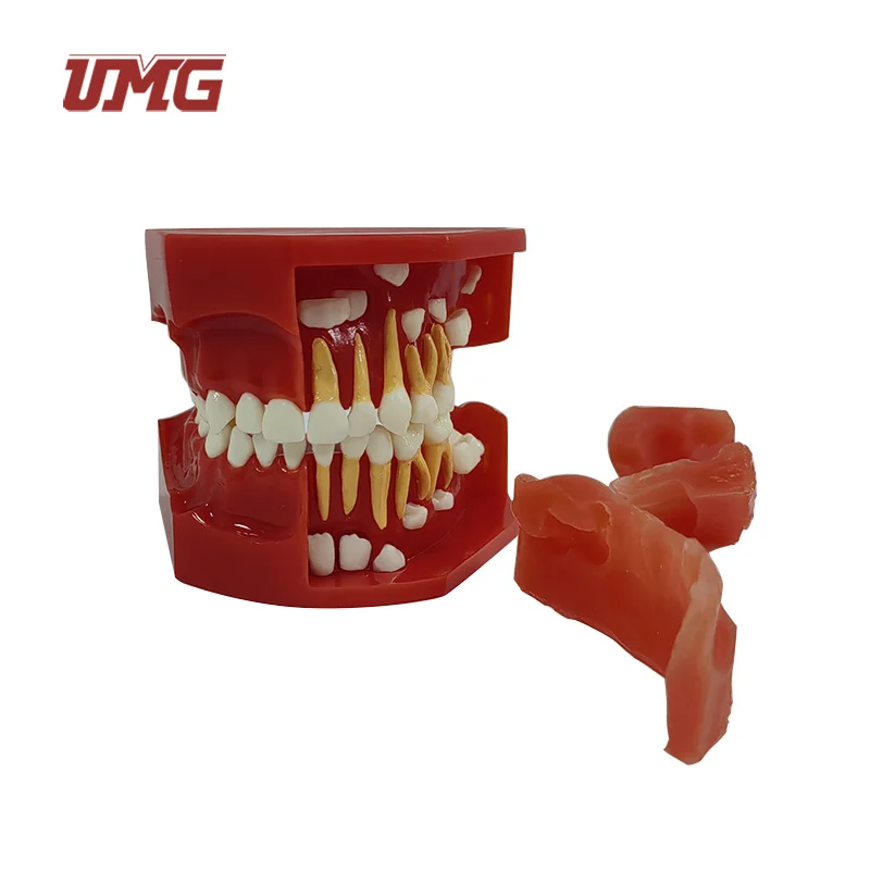 Baby Teeth Primary and Permanent Alternate Anatomical Model