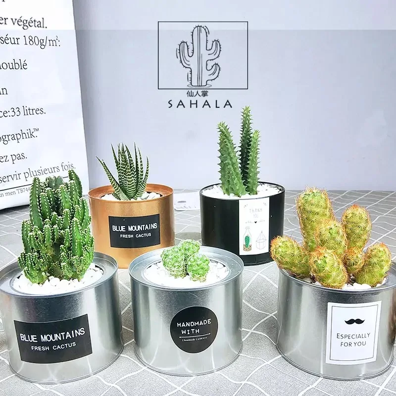 Wholesale Custom Empty Desktop Steel Small Metal Mini Metal Plant Cactus Pot