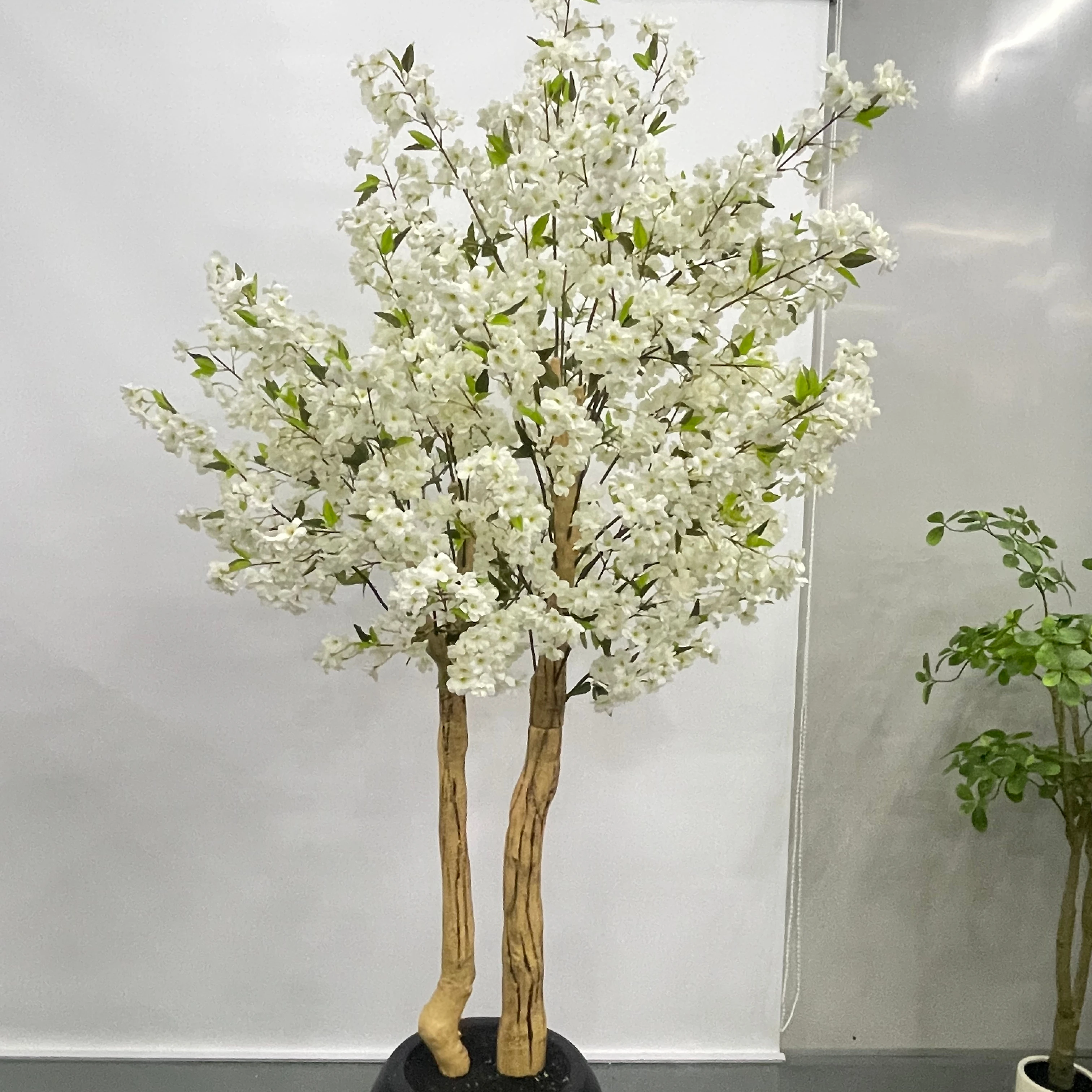 money tree plant price Money Tree | Indoor Plants