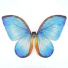 Blu Morpho