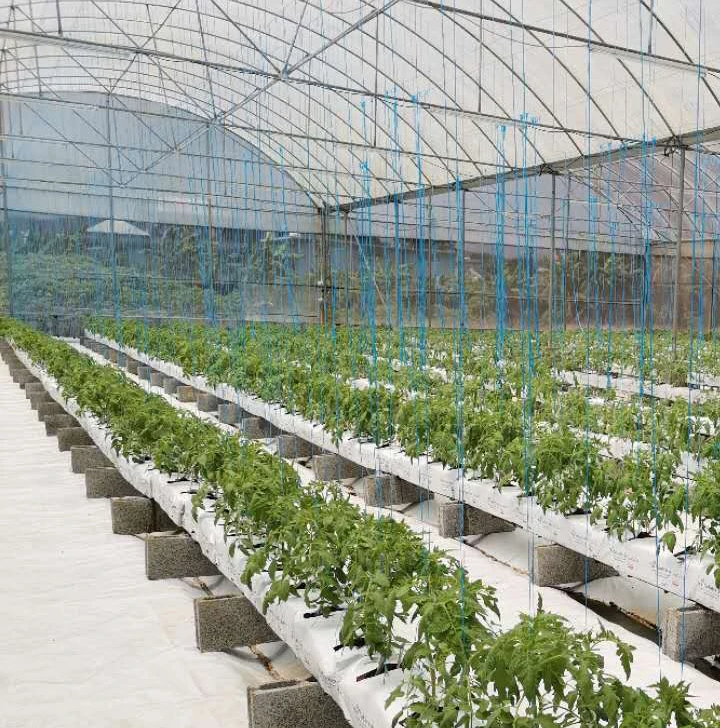 strawberry gutter