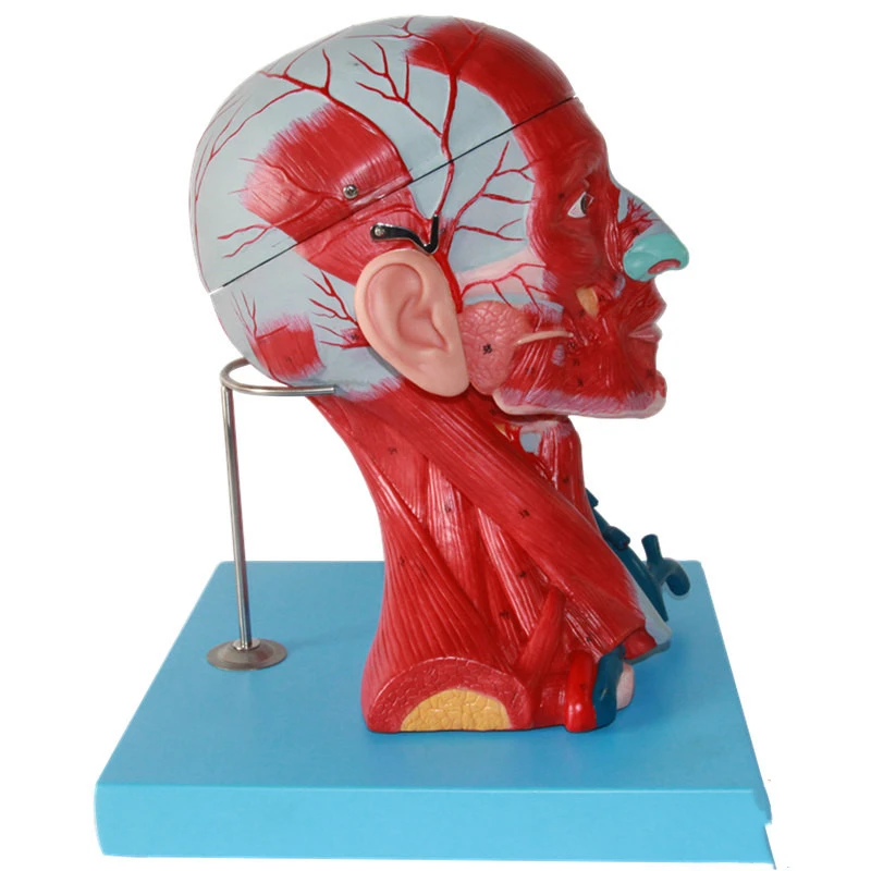 Модель кровеносных сосудов и мозга Sciedu головы шеи модель анатомии лица из ПВХ