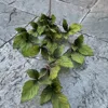 3 fork tianzhu leaf green