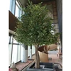 Albero 2