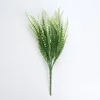 Pteris blanco-28cm
