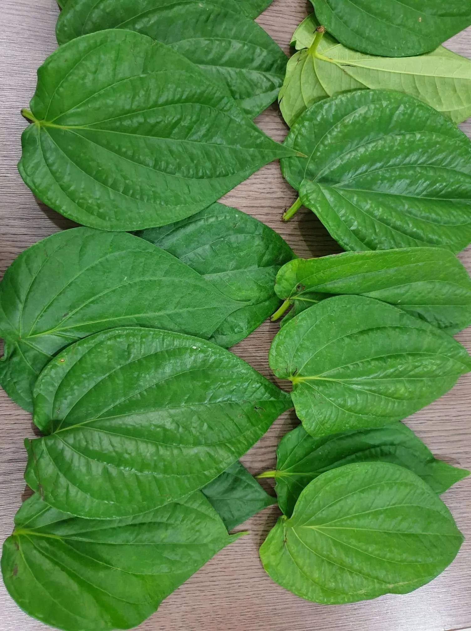 groundnut plant Groundnut Plant (Apios americana)