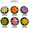 Nénuphar de 10 cm (veuillez préciser la couleur)