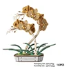 Phalaenopsis Orchid
