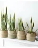 sansevieria