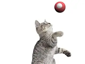 Cheerble Cat Ball, Board Game 