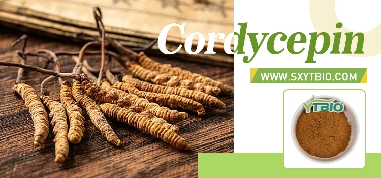 Cordyceps Sinensis Extract Cordyceps Militaris Extract Cordyceps ...