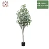 Money Tree - 180cm