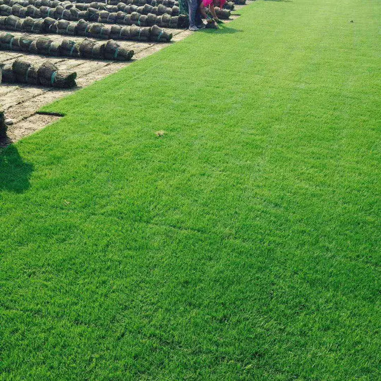 Lawn Grass Poa Annua Grass Seeds Poa Seeds For Green Fodder Buy Green Fodder Forage Grass Seeds Turf Grass Product On Alibaba Com