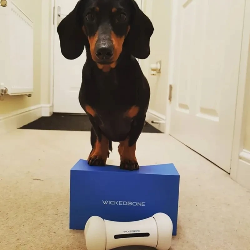 Worlds First Smart and Interactive Dog Toy Wickedbone APP Mode Dog Bone Pet Dog Movement Rolling APP Toy