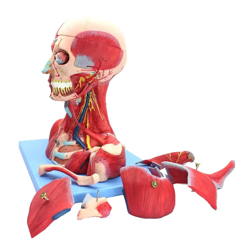 Медицинская профессиональная Анатомия человека модель нейроэнцефалона для головы и шеи