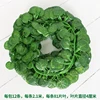 Begonia a 81 foglie, 12