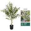 Olivo da 90 cm