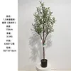 Olivo de 150 cm (con brotes tiernos)