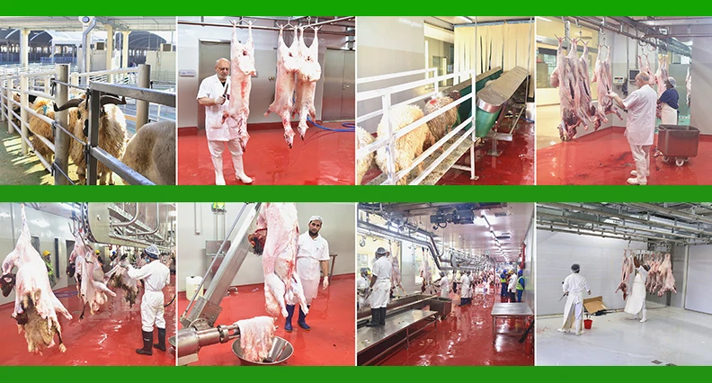 Sheep slaughterhouse plants 100 goat meat slaughterhouses per day