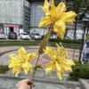 4#  3Testa Xiyan Lily Giallo