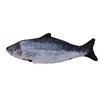 Oncorhynchus