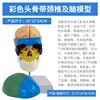 Cráneo coloreado con columna cervical y cerebro.