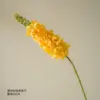 Yellow long-stemmed hyacinth