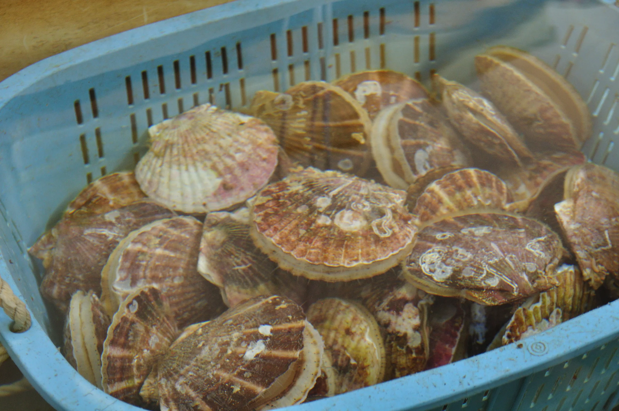 Fresh Scallop Meat Shell Live Bulk Seafood Products Wholesale Buy