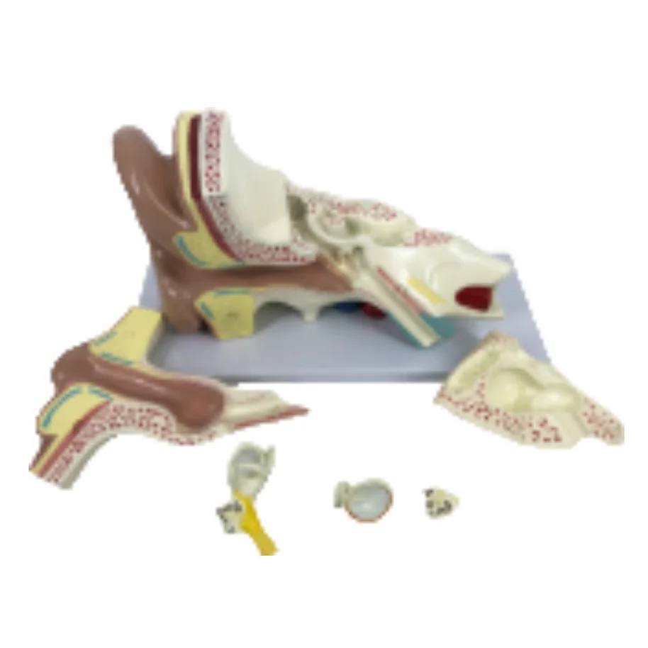 ADA Medical Teaching Ear Anatomy Magnified Model and Ear Anatomy ...