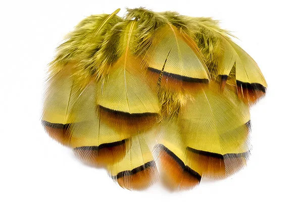 Partridge Pheasant Feathers for Sale  Small  Feathers  Natural