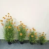 Yellow 1