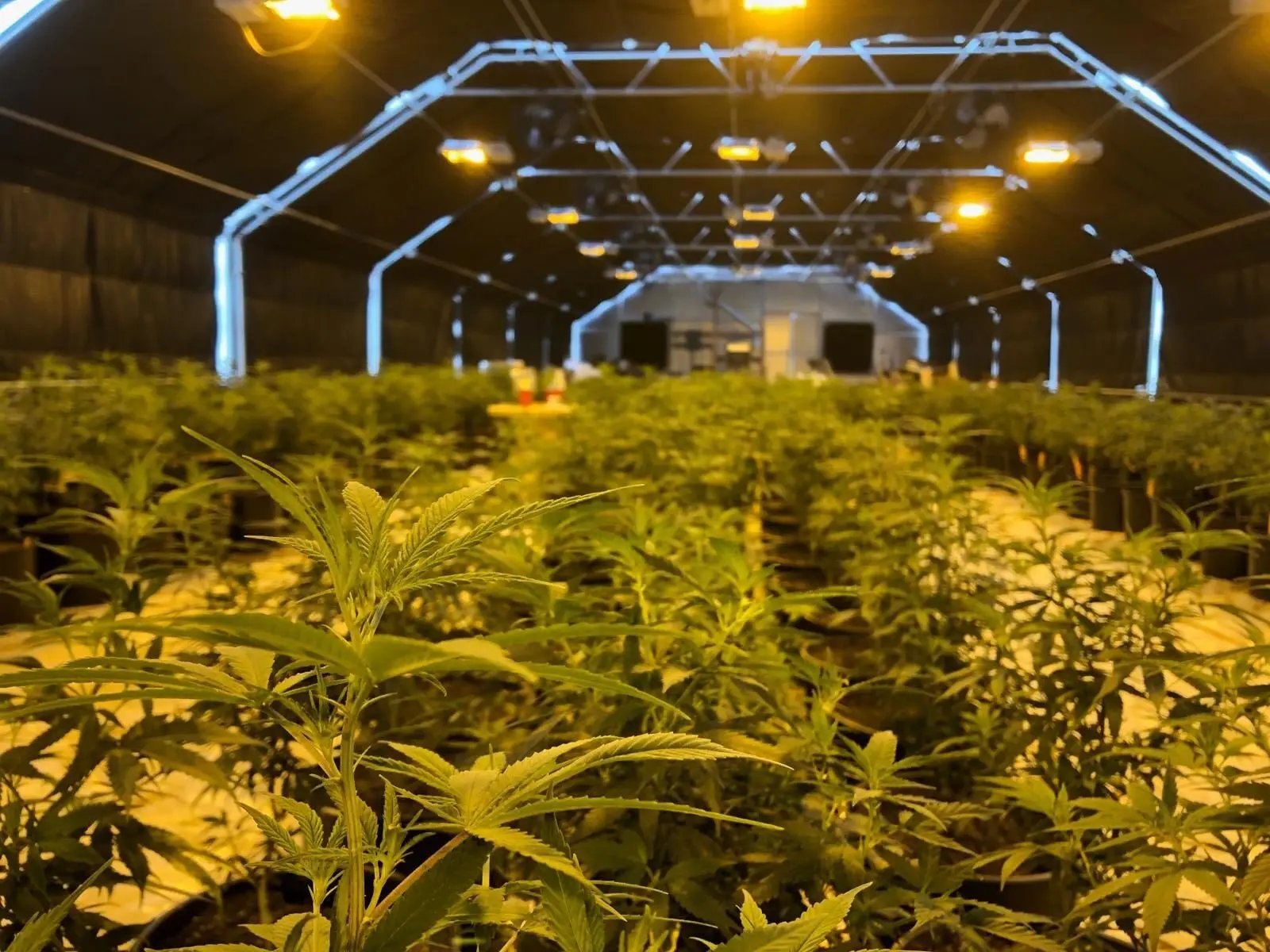 Blackout Hemp Automatic Hoop Greenhouse Shading System Medical Plant