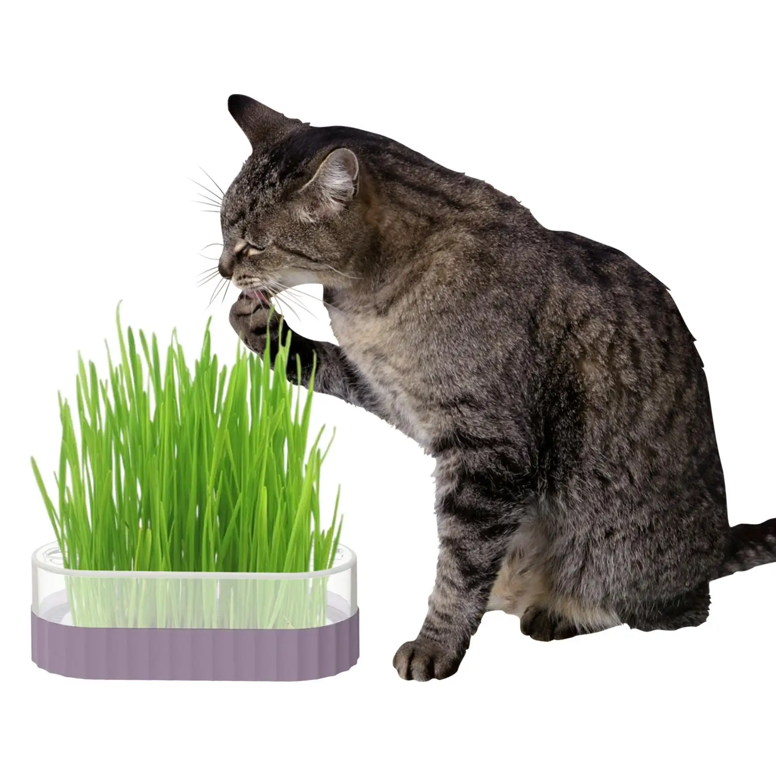 Seed Sprout Tray Wheat Grass Catnip Cultivation Box Pet Cat Grass