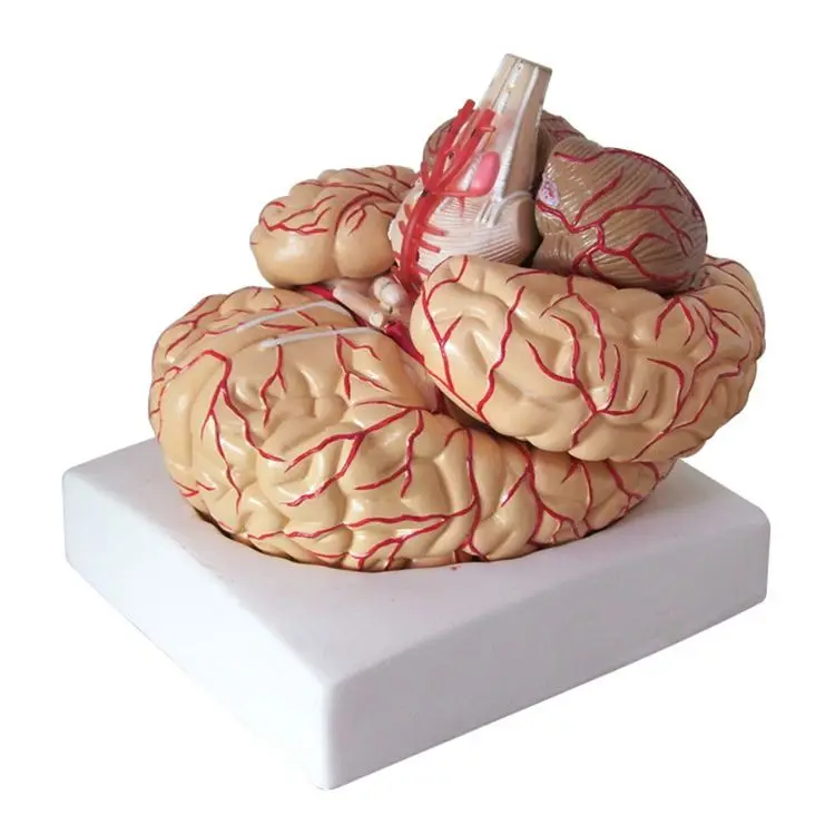 Teaching Large Slicing Educational Human Anatomy Medical Brain Model