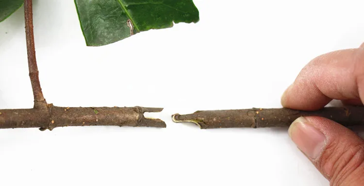 多功能园林果树嫁接机旁路棘轮剪刀育苗嫁接刀