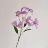 Flame orchid light purple