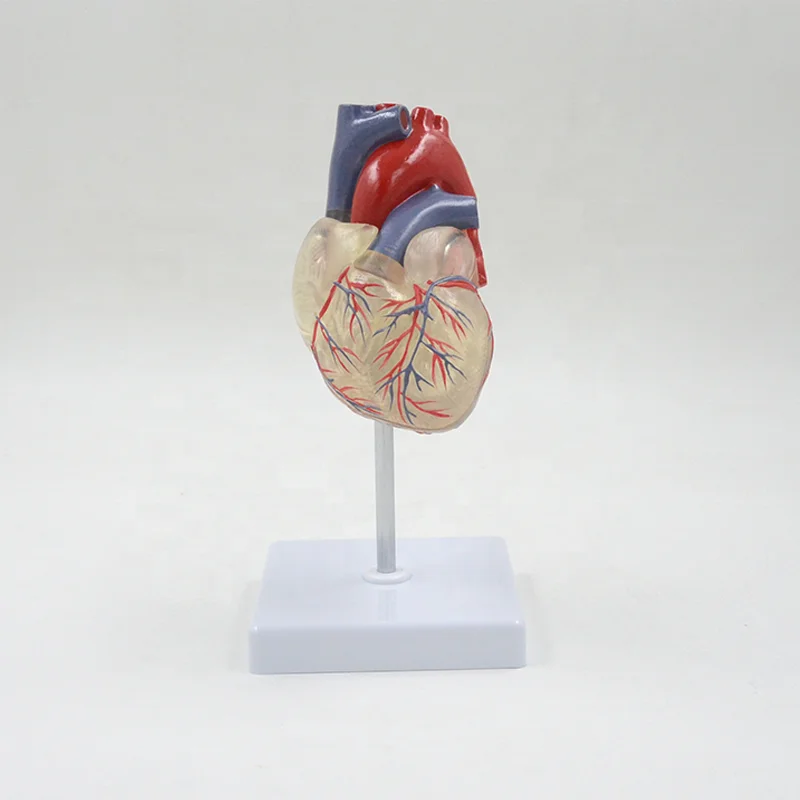 Transparent Human Heart Model