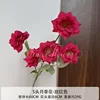 rosa de 5 cabezas